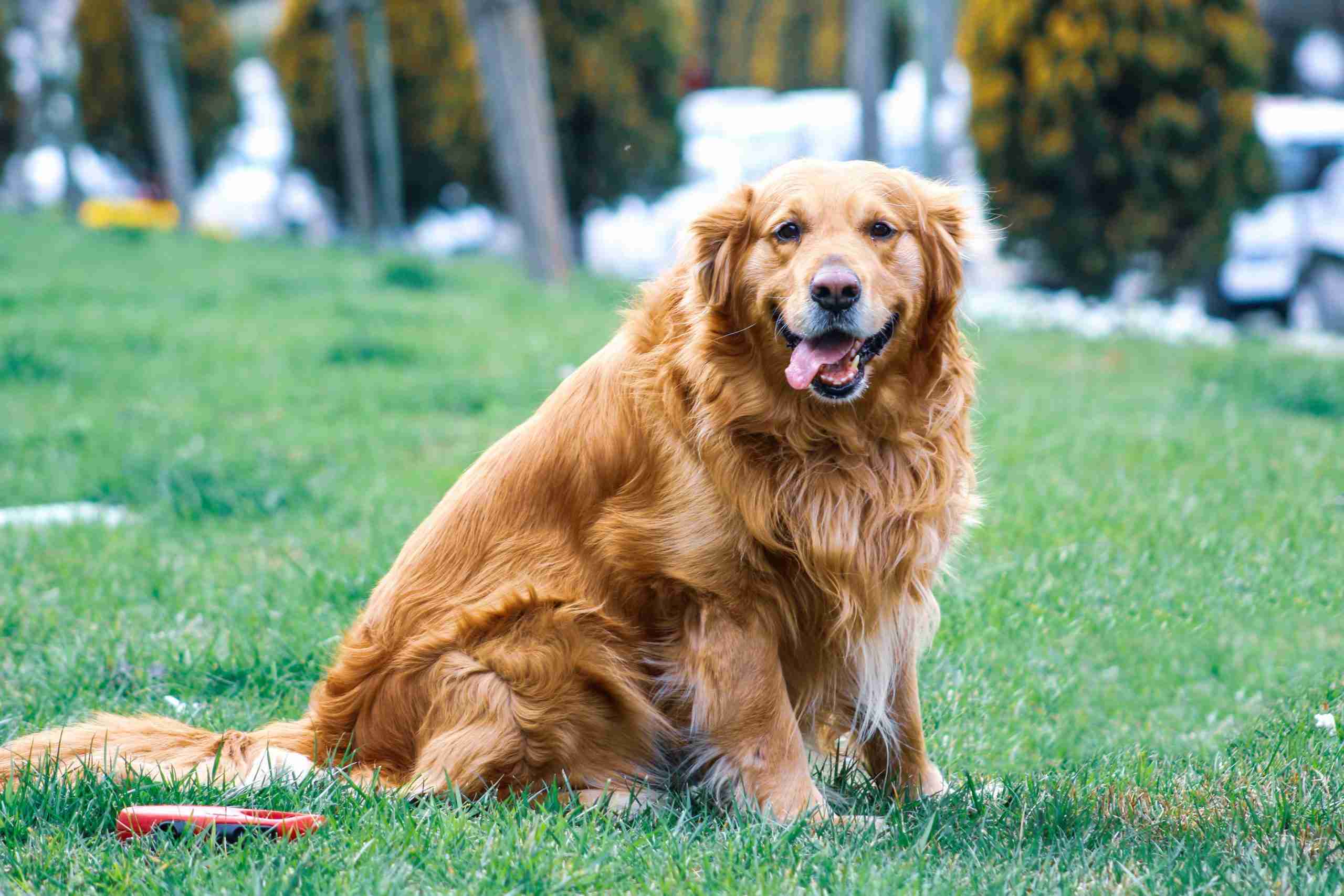 The Amazing Dog Breeds To Help Cope With Depression