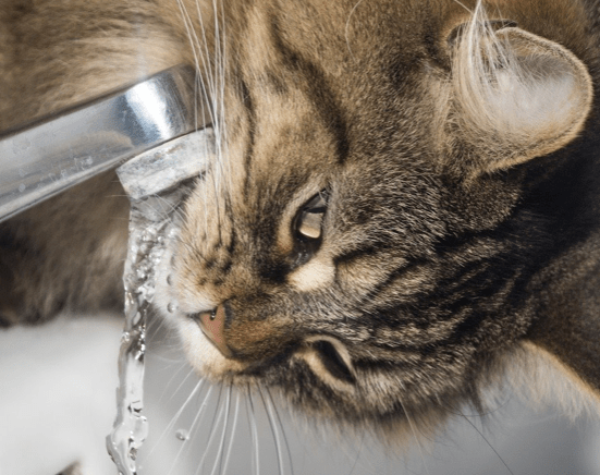 Easiest Way to Get my Cat to Drink Water