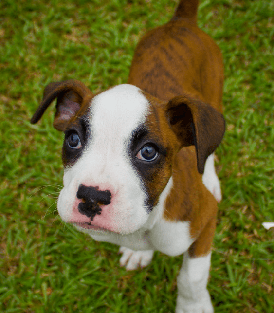 The Boxer and their Versatility as Service Dogs