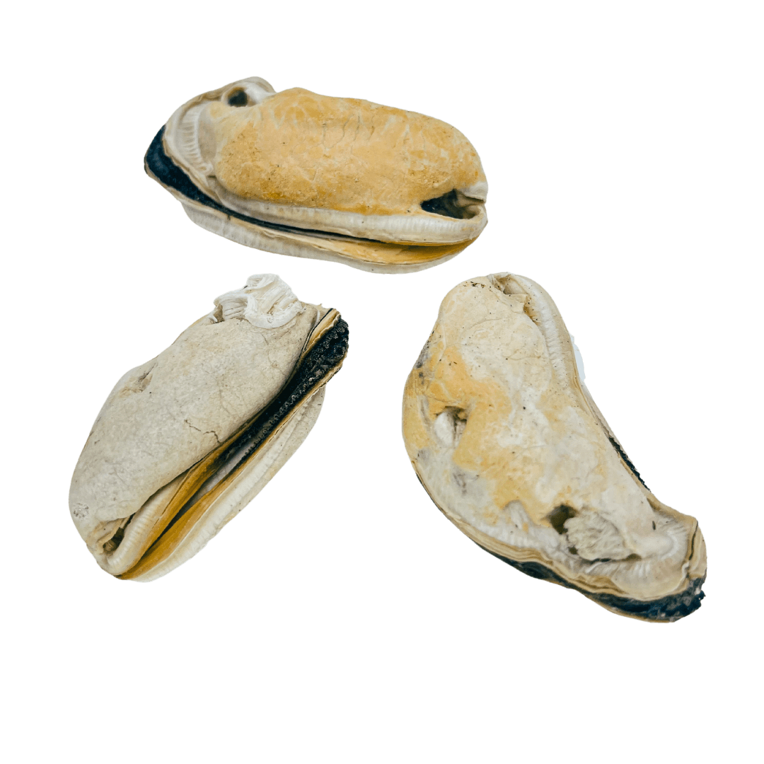 Freeze Dried Green Lipped Mussels 80g • Empawraw