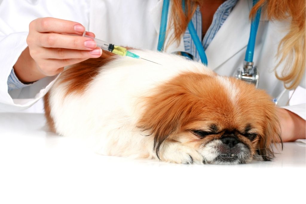 Why Veterinary Care Is So Expensive Emphas.is