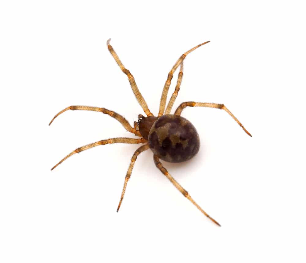 Oklahoma Spider ID Guide Emtec Pest Control