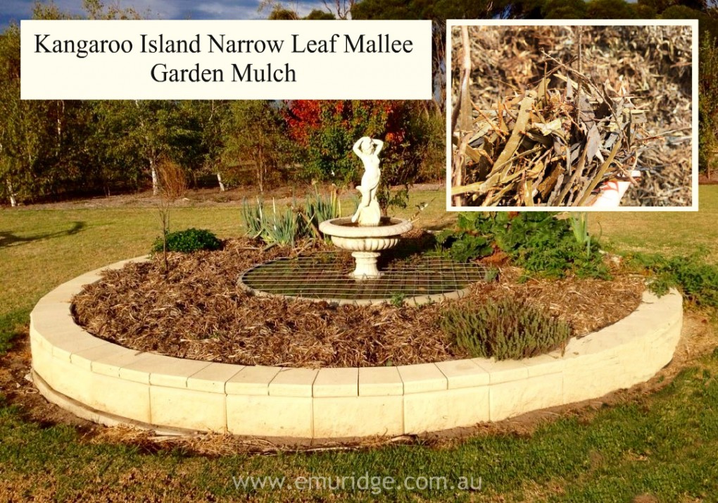 Kangaroo Island Narrow Leaf Mallee Mulch FOR SALE for your Garden