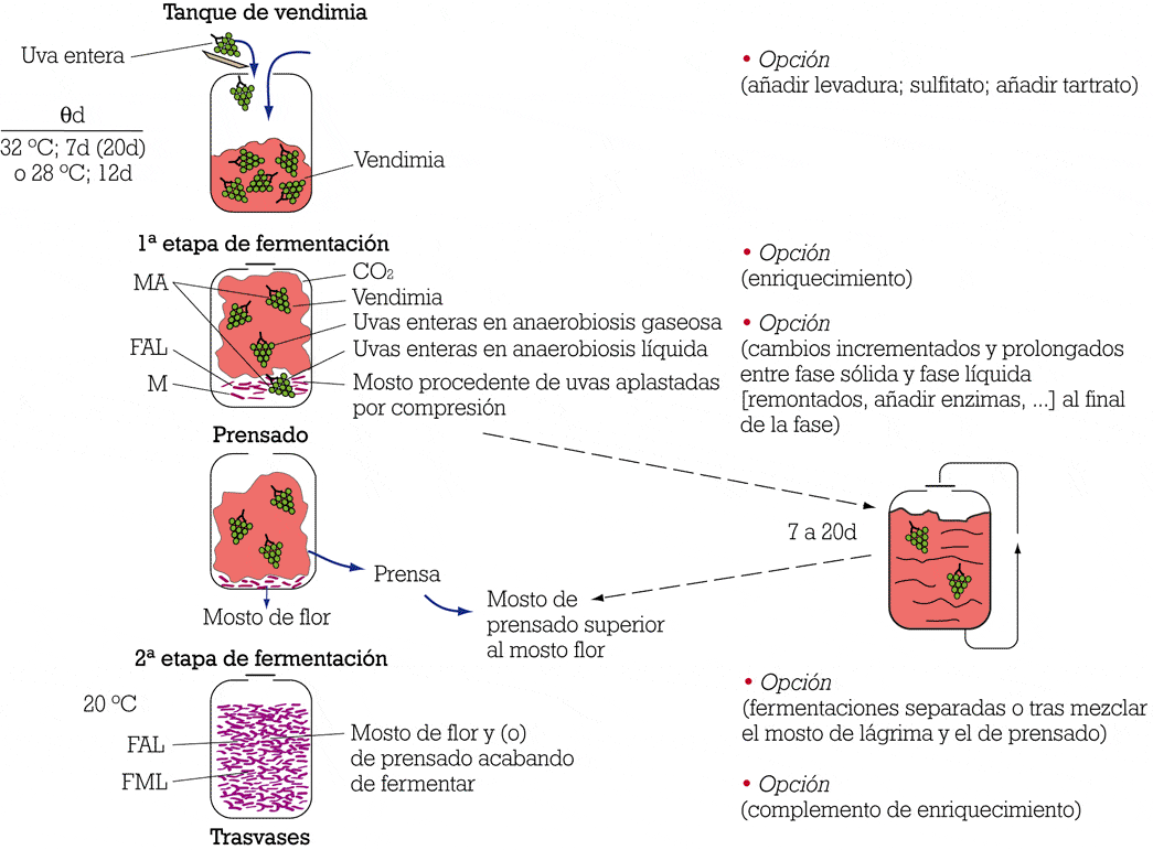 Aprende a diferenciar el vino tino, blanco y rosado ENBOTELLA