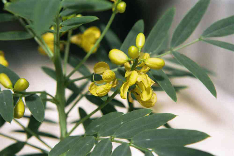 Beneficios del Sen o Cassia, para el estreñimiento