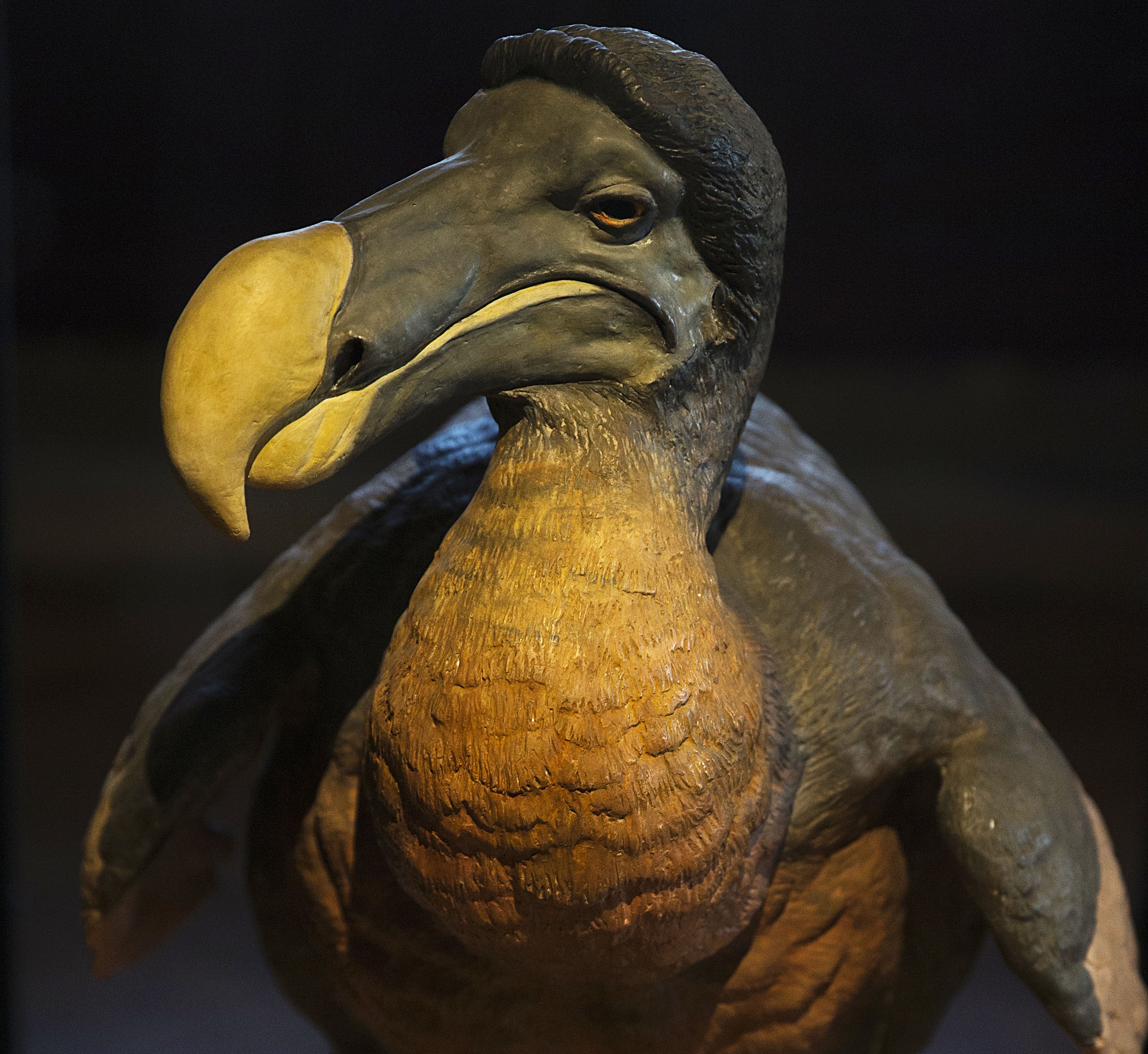 A Picture Of A Real Dodo Bird 2022 Up To Date
