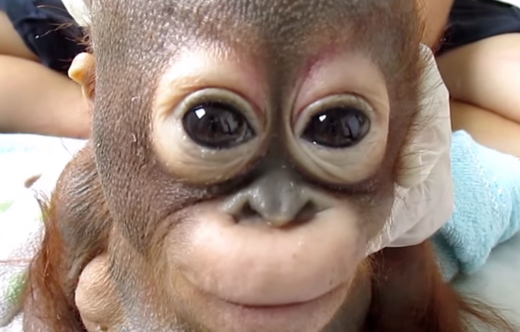 Baby orangutan cries after rescue eNCA