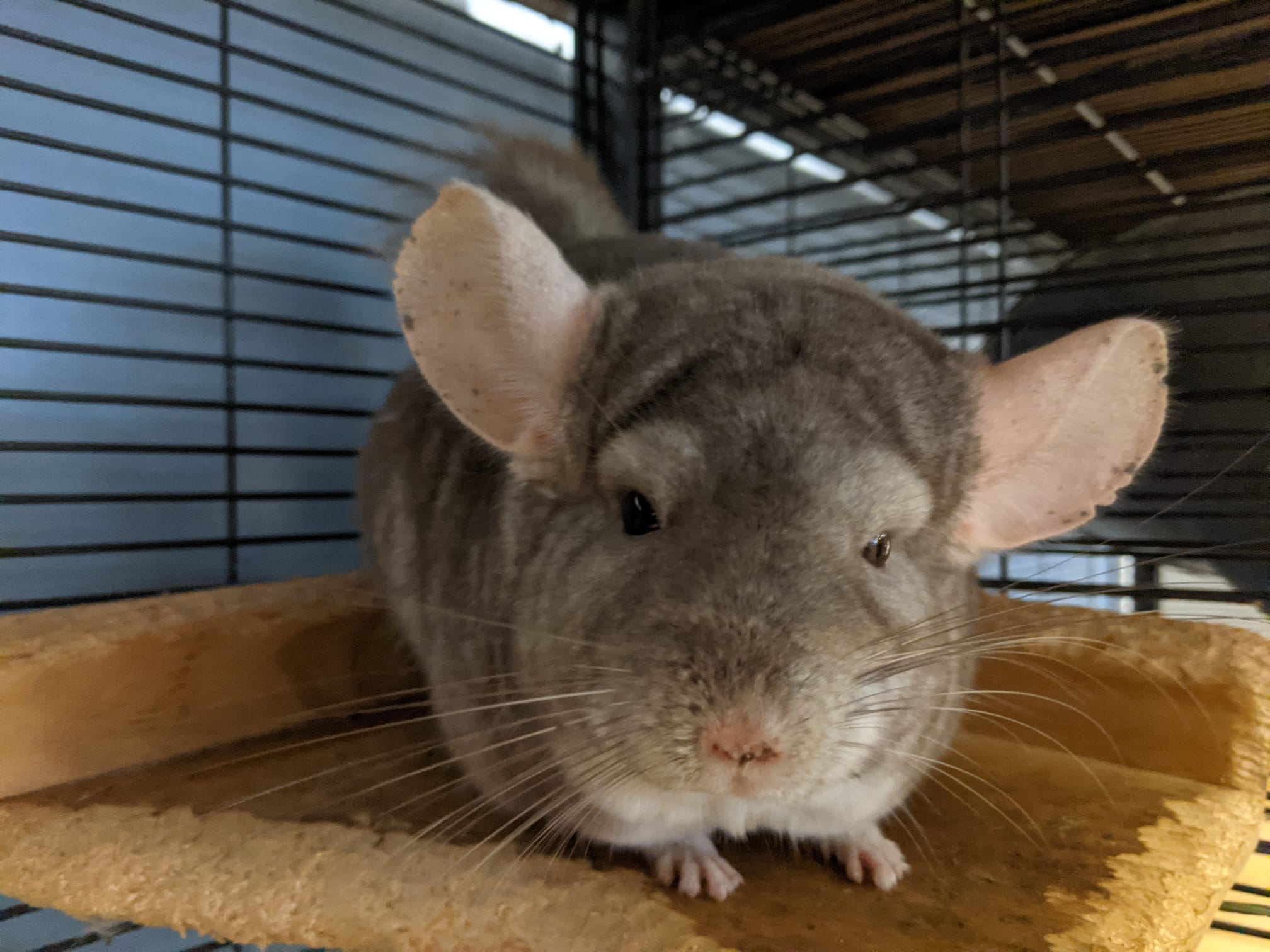 Adoption Enchanted Chinchillas