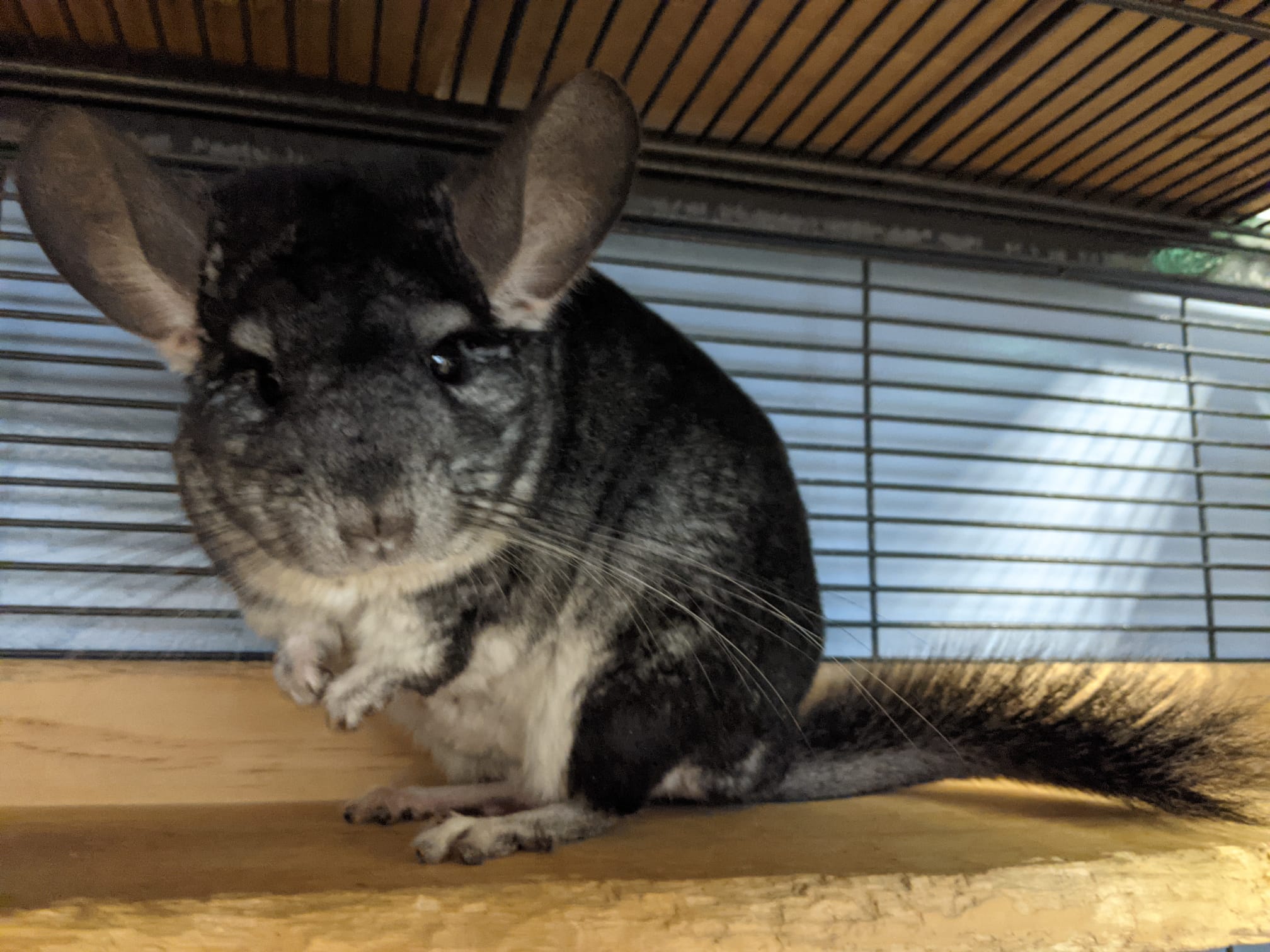 Adoption Enchanted Chinchillas