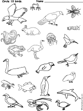 Miscellaneous Worksheets: Birds At Enchantedlearning.com