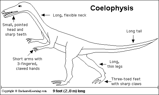 Coelophysis Enchanted Learning Software