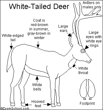 Whitetail Deer Antler Diagram