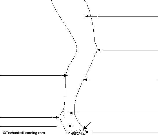Label the Leg in English Printout