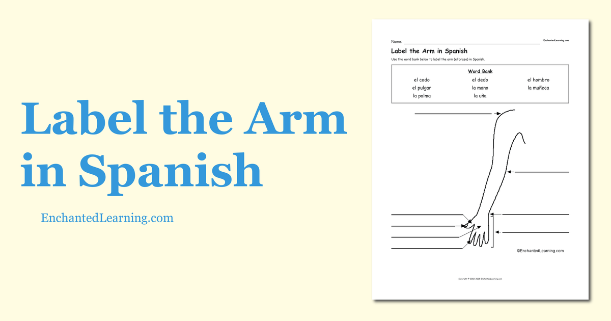 Label the Arm in Spanish Enchanted Learning