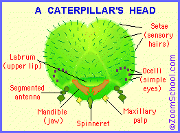 Caterpillar Anatomy - EnchantedLearning.com