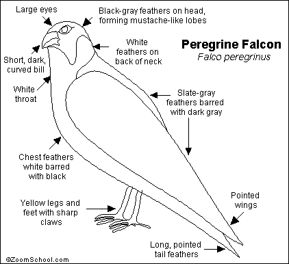 How To Draw A Falcon Simple Drawing Youtube