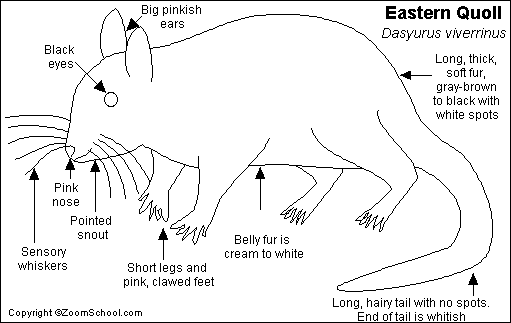 Pin on Mammal Coloring Pages pinterest.com