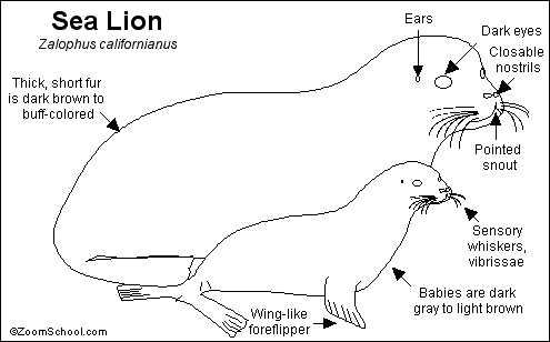 Seal Diagram