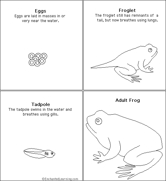 Frog Life Cycle Sequencing Cards Enchanted Learning Software