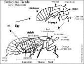 Cicada Life Cycle Diagram