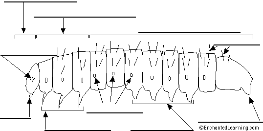 Label the Caterpillar Diagram Printout - EnchantedLearning.com
