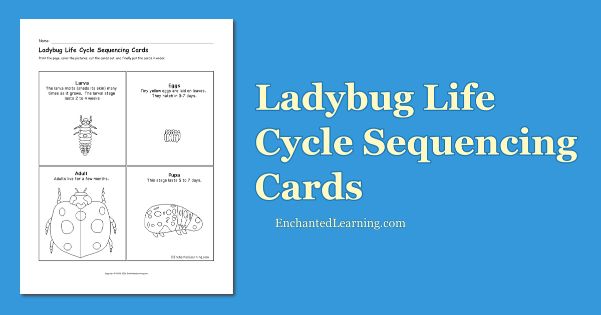 Ladybug Life Cycle Sequencing Cards Enchanted Learning