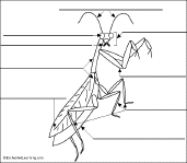 Label the Praying Mantis Diagram Printout - EnchantedLearning.com