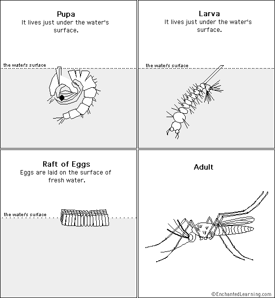 Mosquito Life Cycle Sequencing Cards Enchanted Learning Software