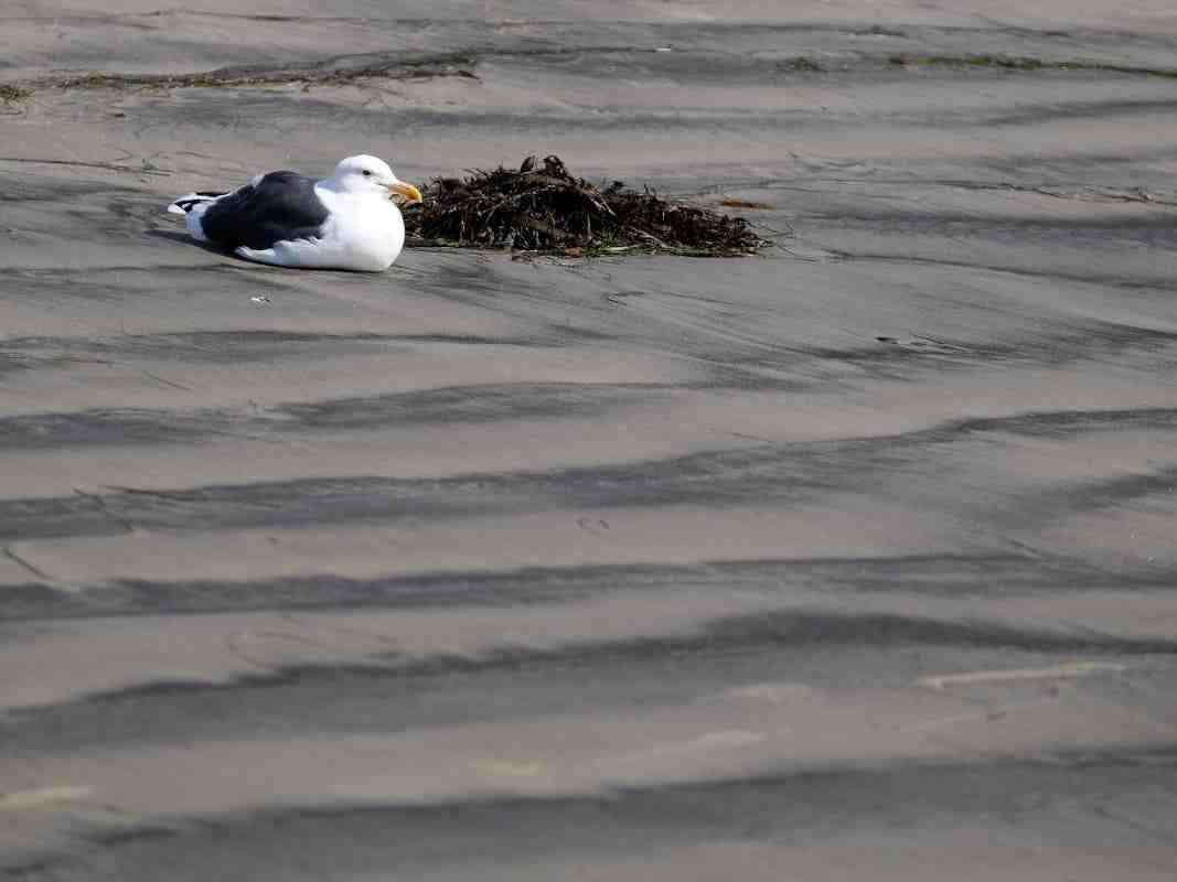 Are beaches in Encinitas open? Encinitas Daily News