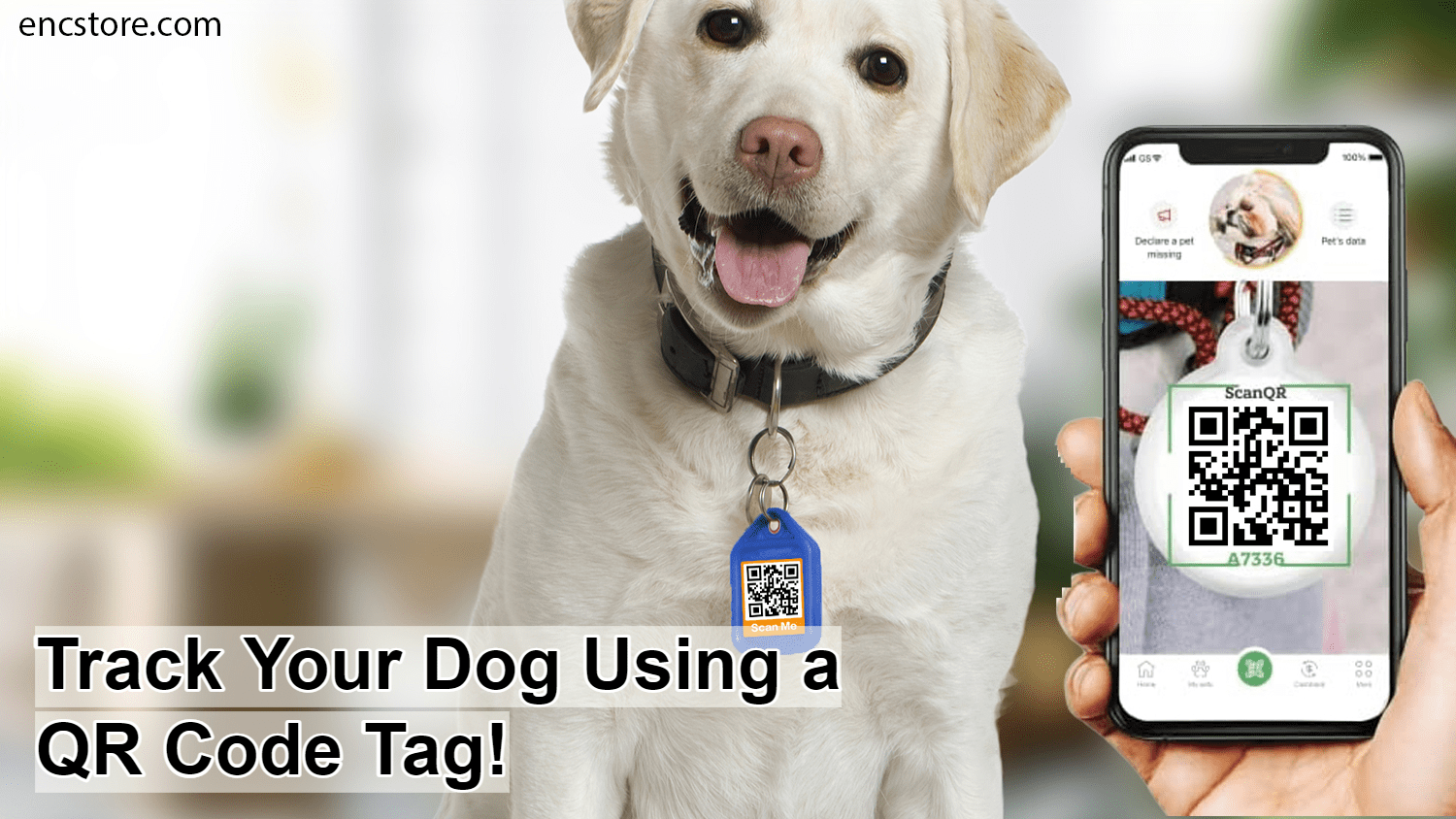 Track Your Dog Using A QR Code Tag!