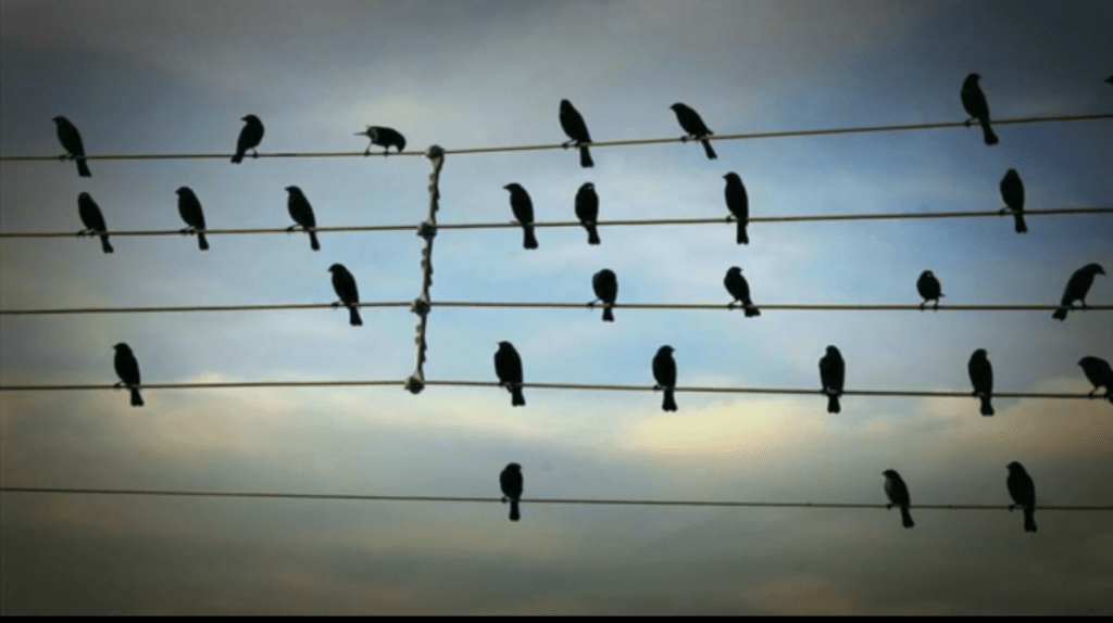 Pourquoi Les Oiseaux Ne S'électrocute Pas Sur Les Fils électriques