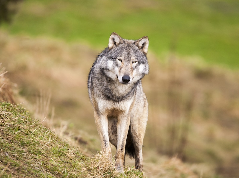 Idaho Wolf License at Jared Wallace blog