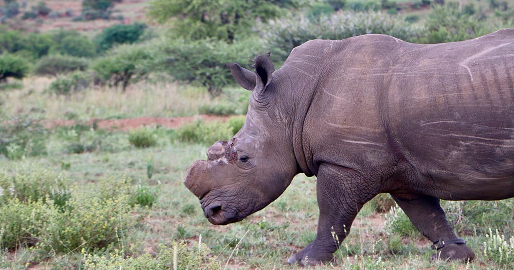 Luke Meet Our Rhinos Endangered Rhino Conservation