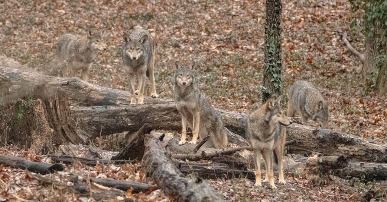 Research to Aid Future Conservation Efforts for the American Red Wolf