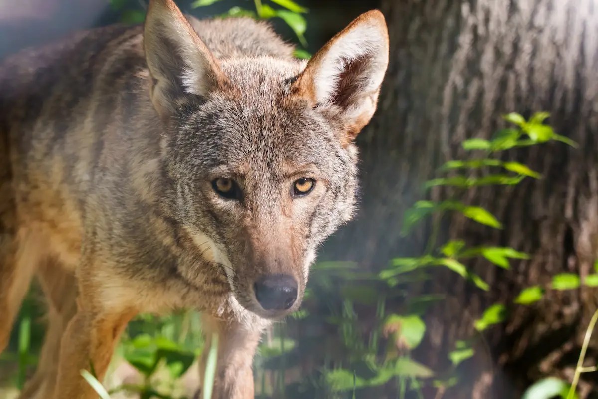 Endangered Red Wolves from the EWC Released to the Wilds of North
