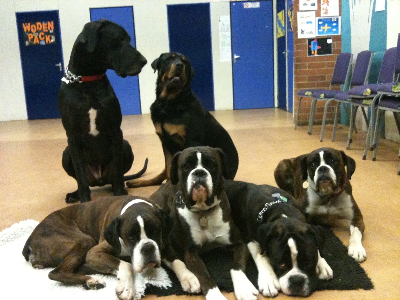 End Cottage Kennels Boarding Dogs Dog Training Alvaston Derby