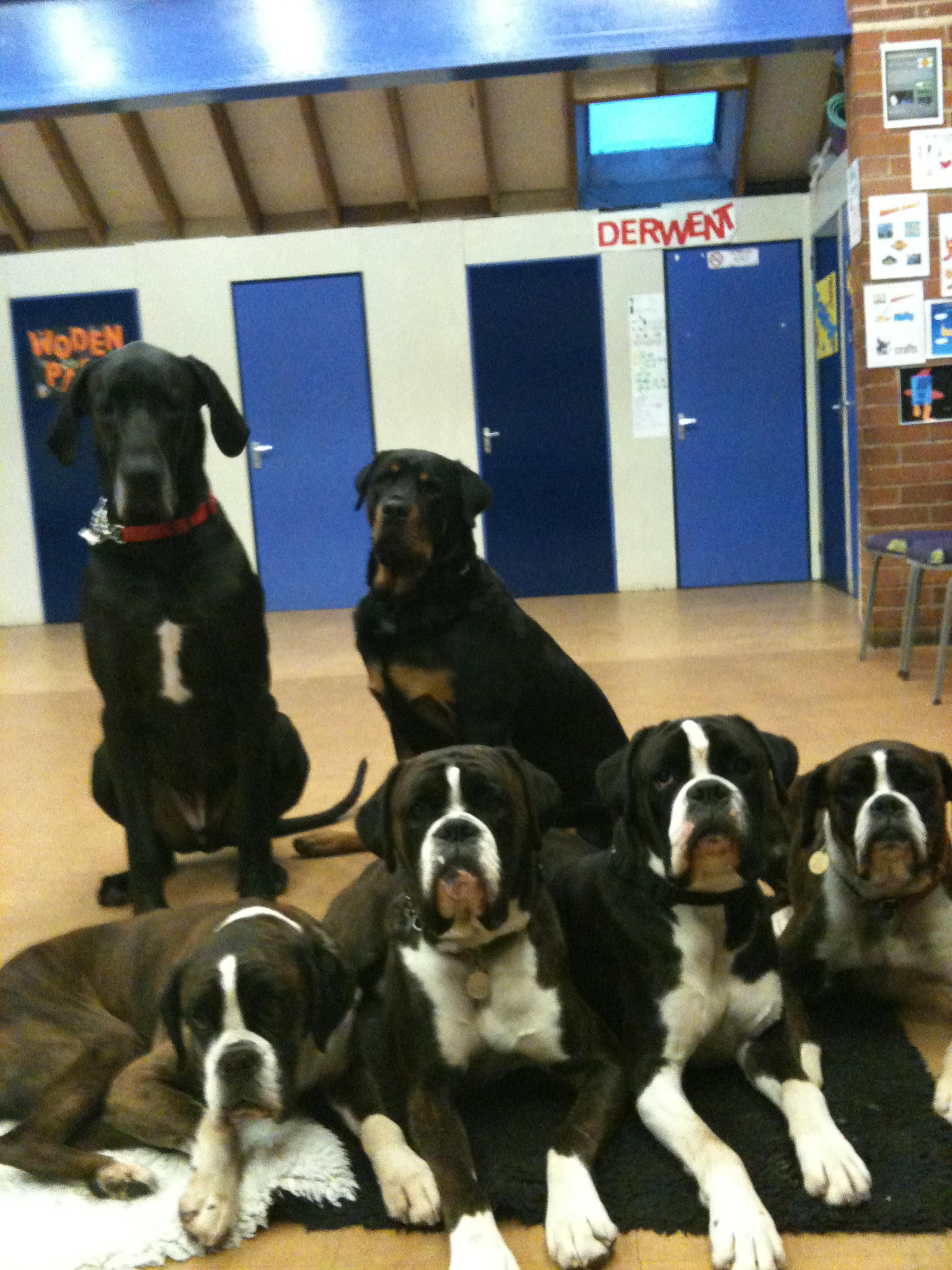 End Cottage Kennels Boarding Dogs Dog Training Alvaston Derby