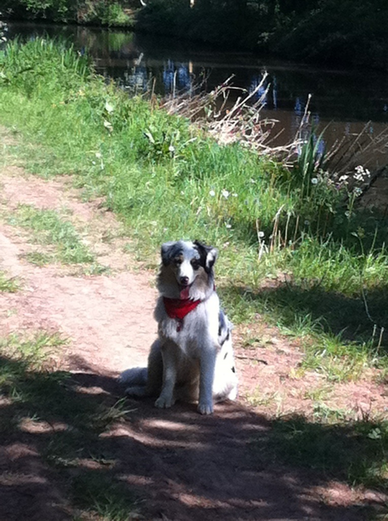 End Cottage Kennels Boarding Dogs Dog Training Alvaston Derby