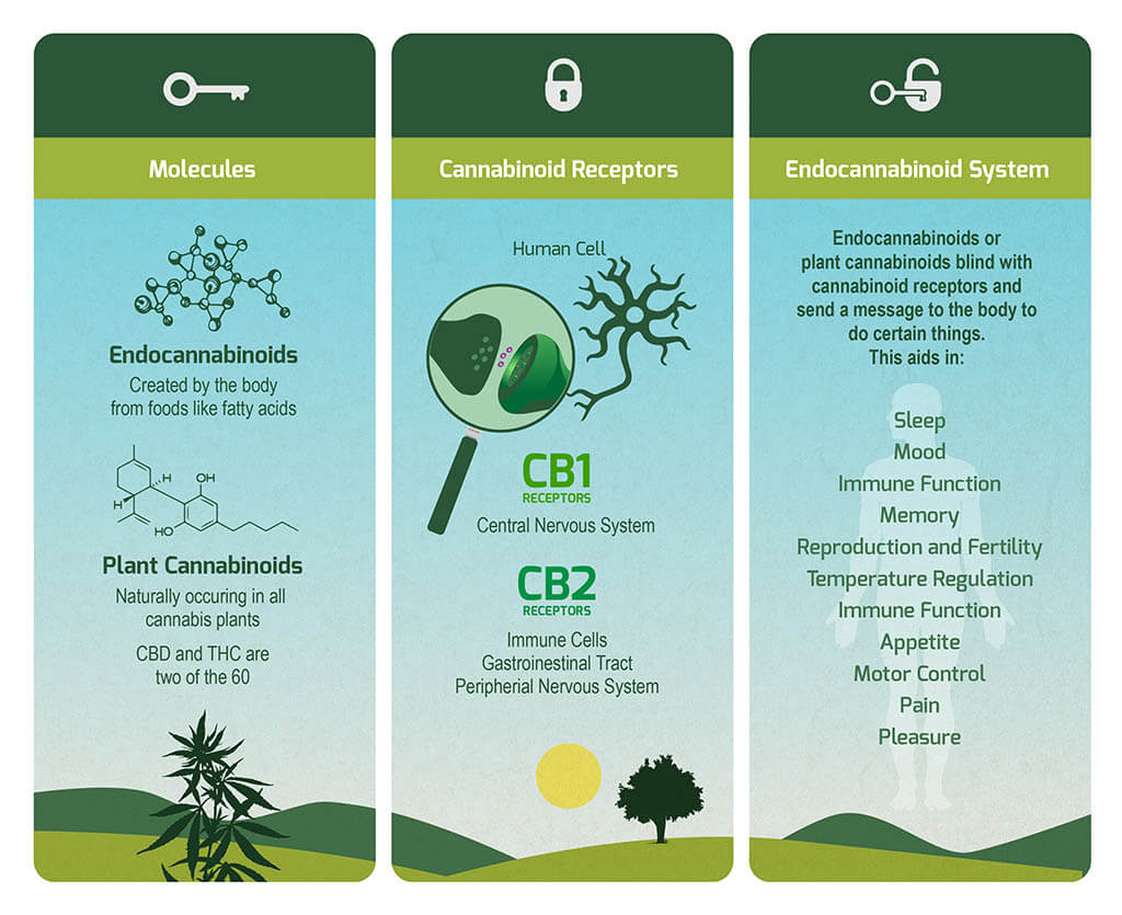 What does CBD do and what is it used for? Endoca© CBD