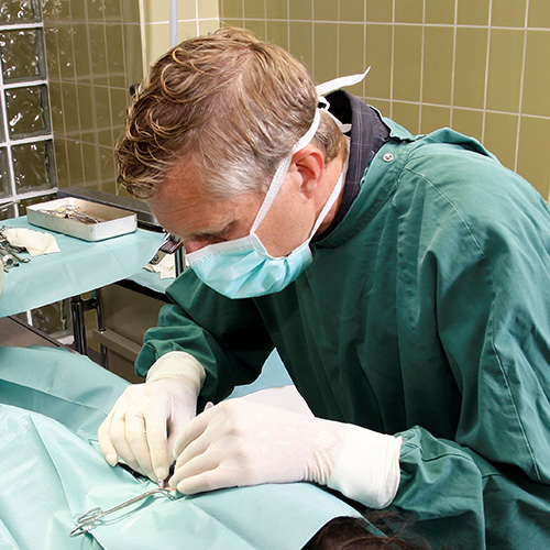 Endoscopiespecialist Laparoscopische kijkoperatie hond