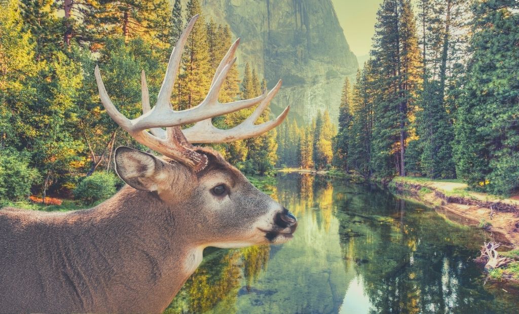 When Are Deer Most Active? See Them on Your Hike or Run