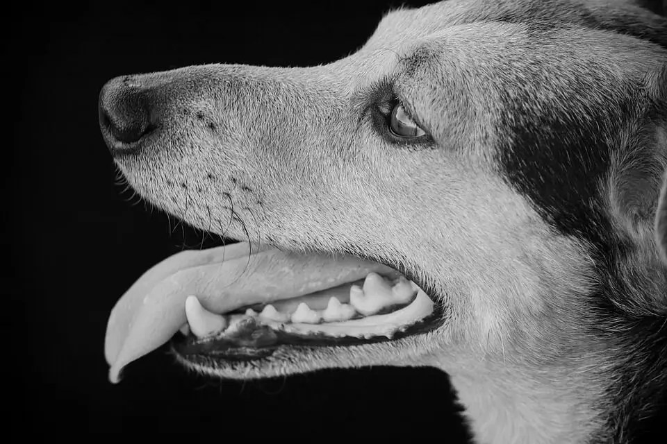 犬がべローンと舌を出すのはなぜ？犬が舌を出している４つの理由｜Docdog（ドックドッグ） 犬が舌をペロペロする３つの理由 | 浜松エリアの生活・エンタメ情報はエネフィブログ♪