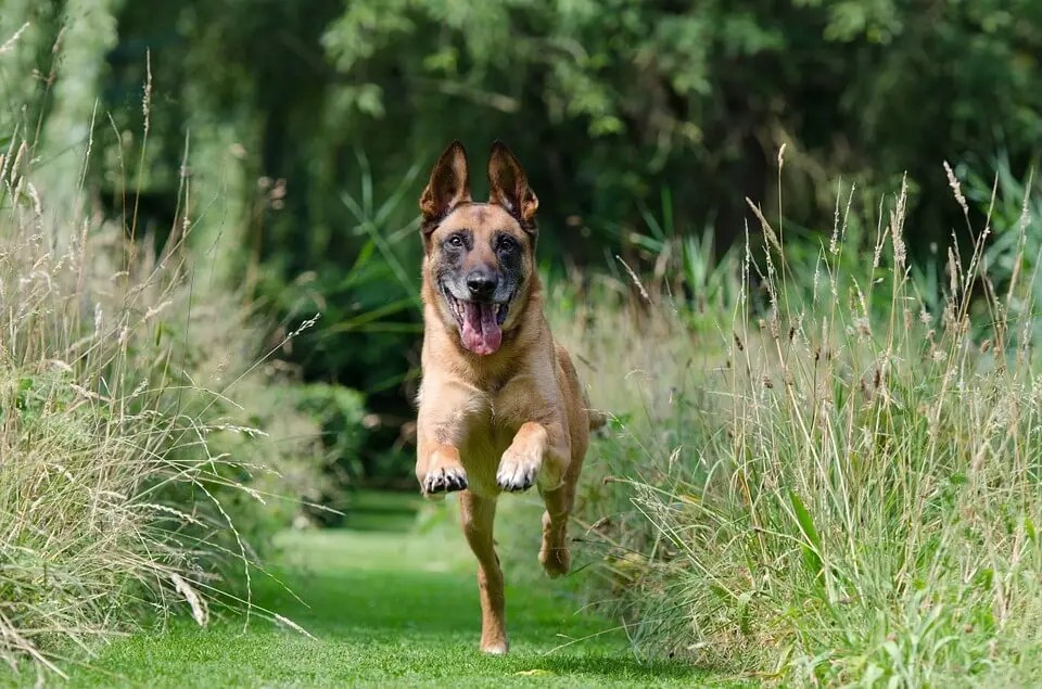 犬がべローンと舌を出すのはなぜ？犬が舌を出している４つの理由｜Docdog（ドックドッグ） 犬が舌をペロペロする３つの理由 | 浜松エリアの生活・エンタメ情報はエネフィブログ♪
