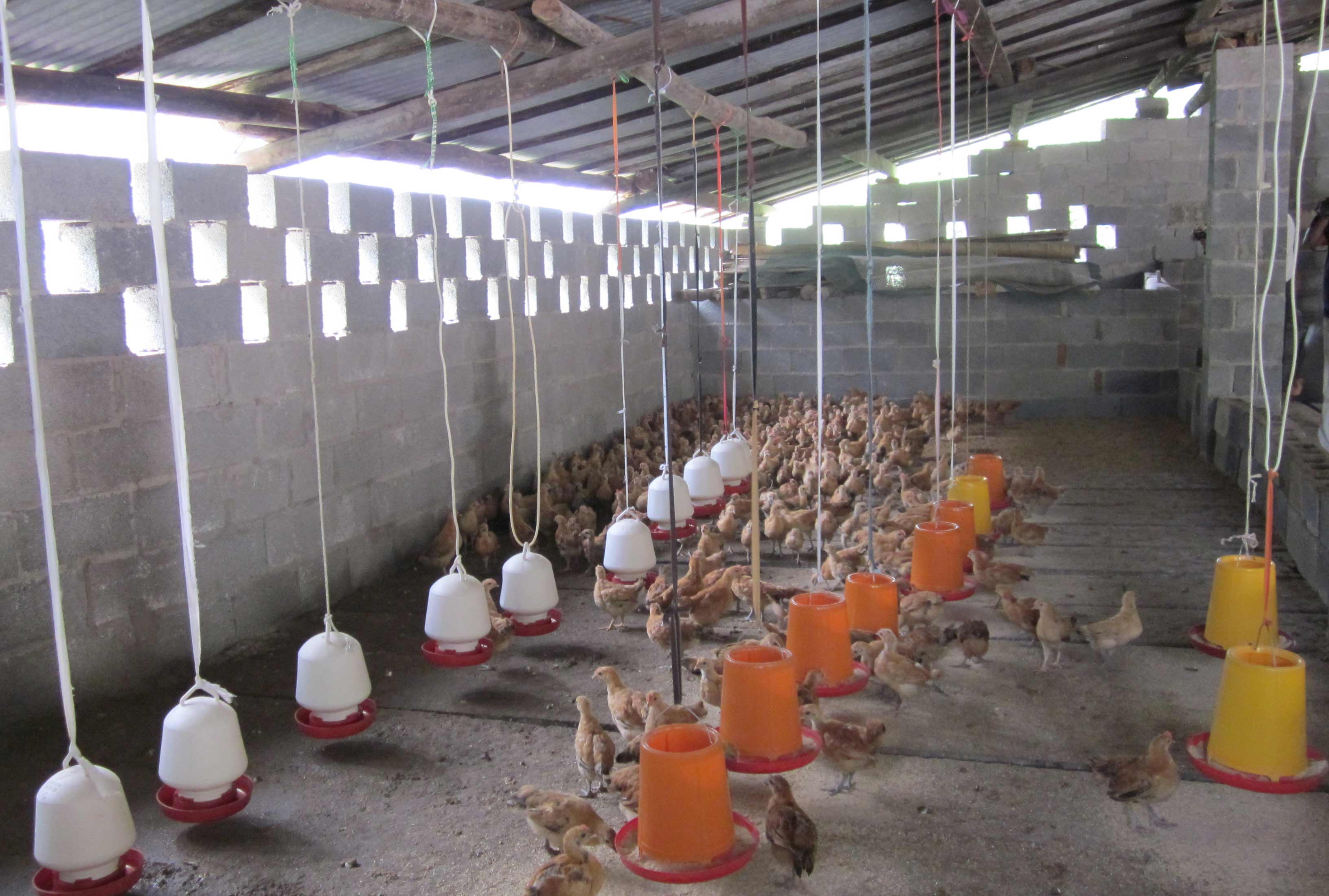 The advent of domestic t5 high bay poultry lights LED Lighting Blog