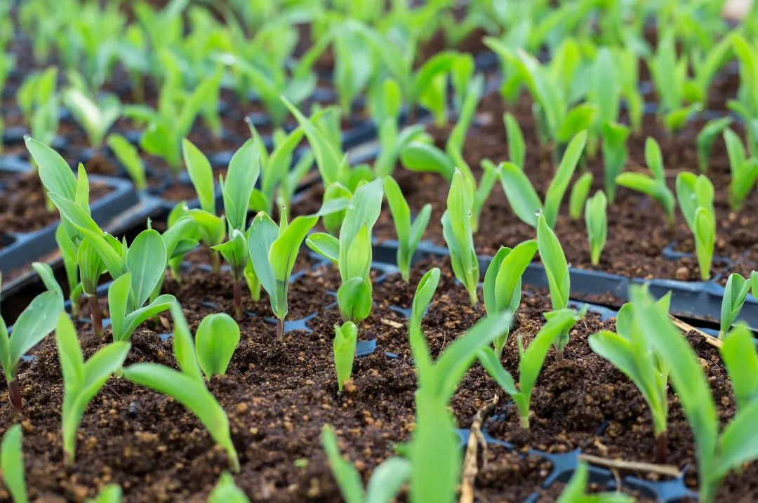 News What effect does elemental chlorine have on crops