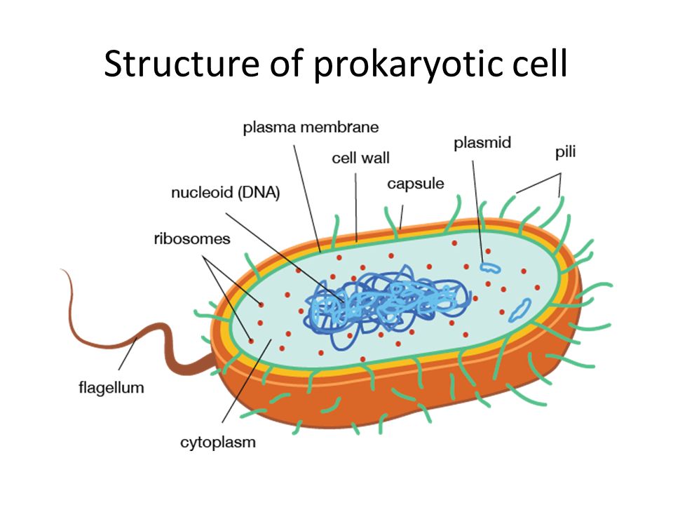 Explain Structure of Prokaryotic cell and Eukaryotic cell