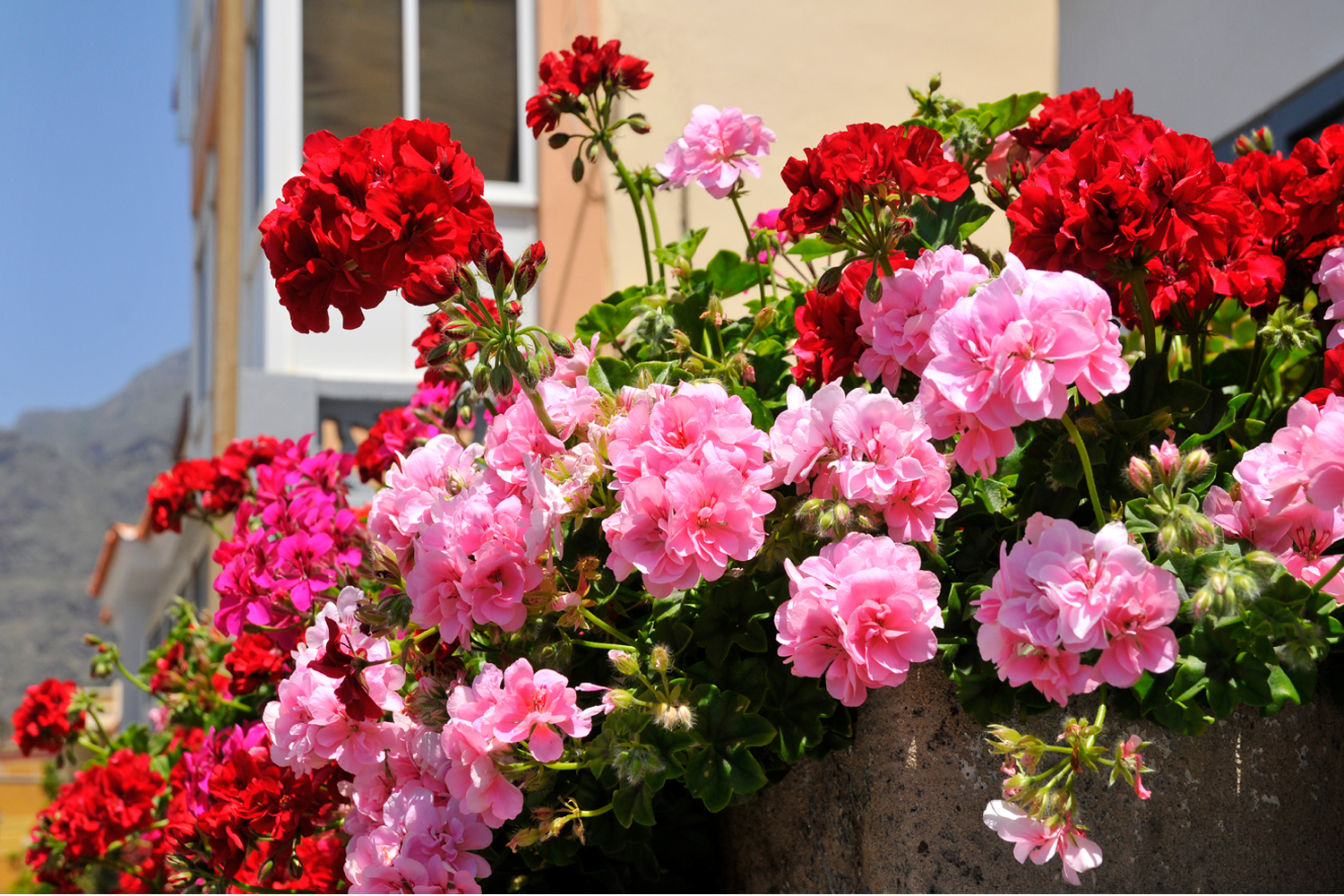 10 Best Flowers for Central Indiana Engledow Group