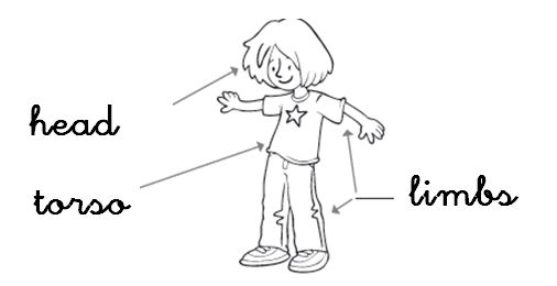 English Exercises: Body and face parts