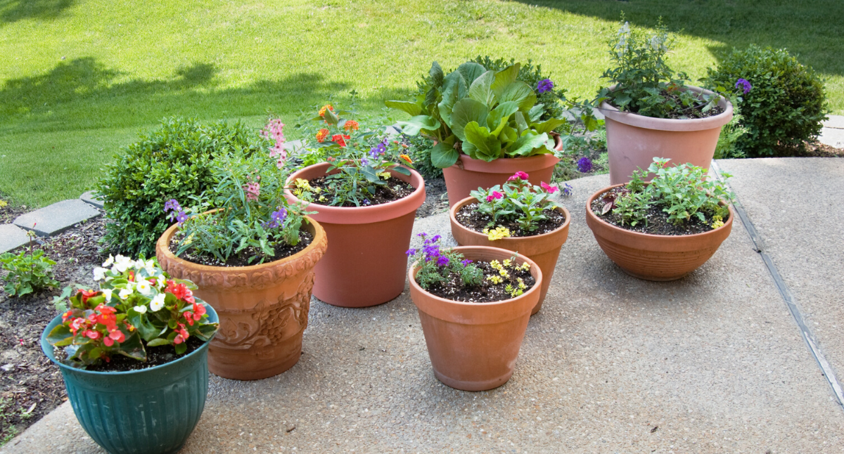 Creating a Mosquito Repelling Container English Gardens