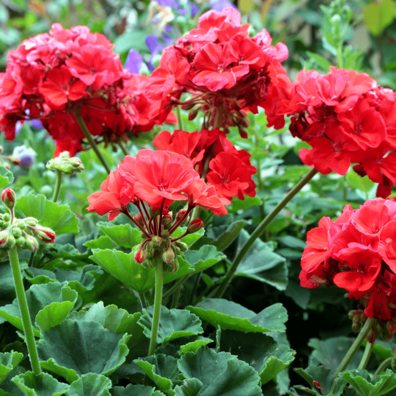 DeerResistant Plants English Gardens